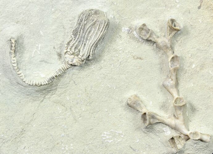 Fossil Crinoid (Platycrinites) & Coral - Crawfordsville, Indiana #78301